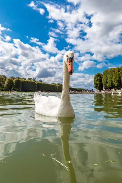 Höckerschwan am Tag auf einem See — Stockfoto