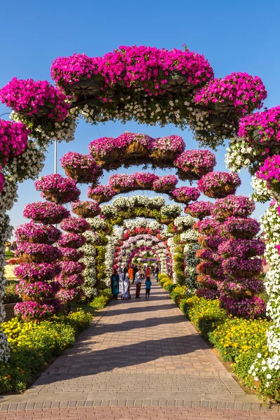 Dubai jardim milagre — Fotografia de Stock