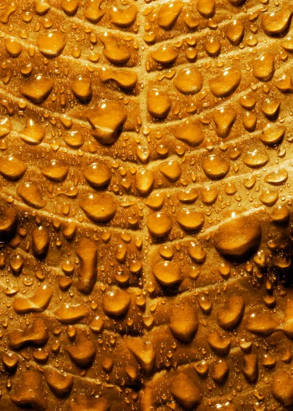 Hoja otoñal con gota de lluvia . —  Fotos de Stock