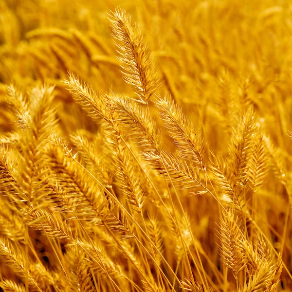 Autumn prairie grass background. — Stock Photo, Image