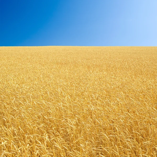 Vete fält och klar himmel. — Stockfoto