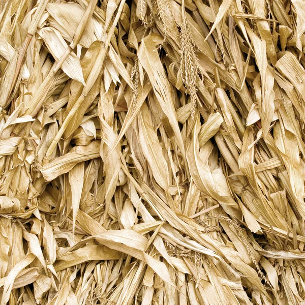 Dead leafs corn closeup background. — Stock Photo, Image