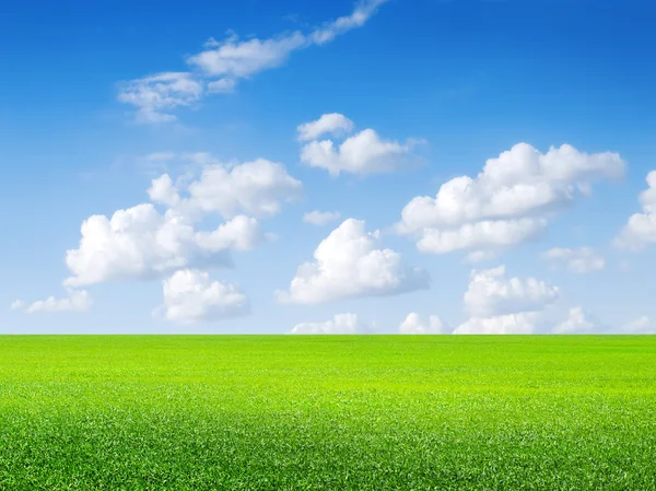 Zielone pola, Błękitne niebo i białe chmury. — Zdjęcie stockowe