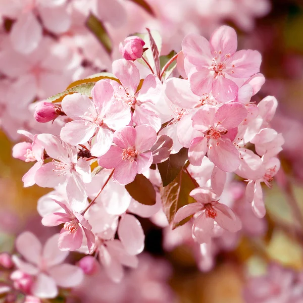 Un arbre en fleurs. Gros plan . — Photo