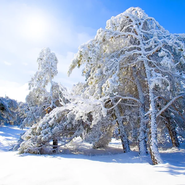 Sneeuw bedekte pijnbomen, blauwe lucht en zon. — Stockfoto