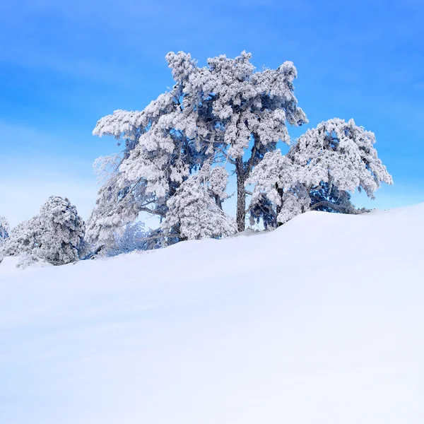 Schneebedeckter Kiefer — Stockfoto