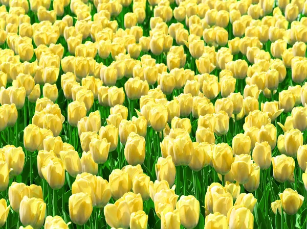 Veld van gele tulpen — Stockfoto