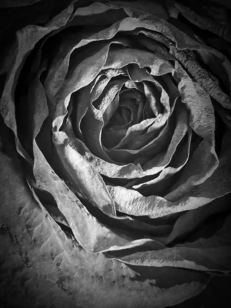 Black rose closeup background. — Stock Photo, Image