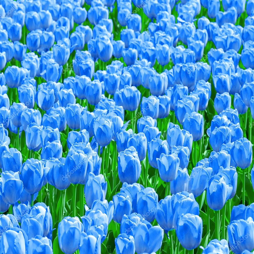 Blue tulips field Stock Photo by ©Leonardi 68675833
