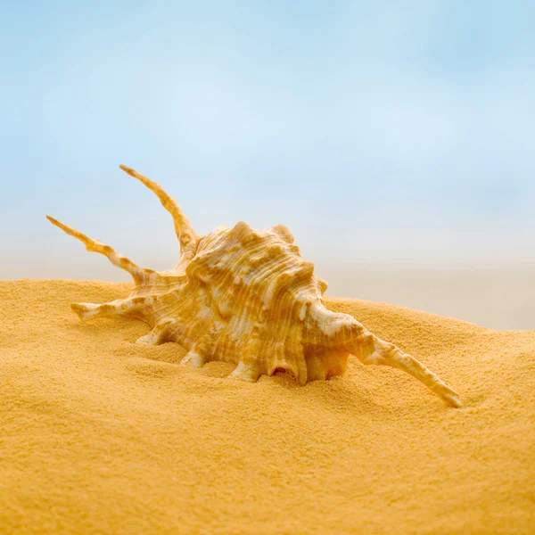 Mořská mušle na pláži. — Stock fotografie