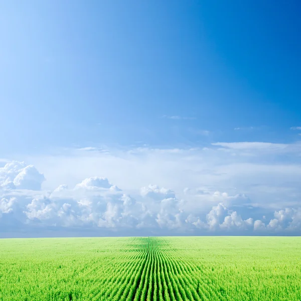 Campo e cielo di girasole . — Foto Stock