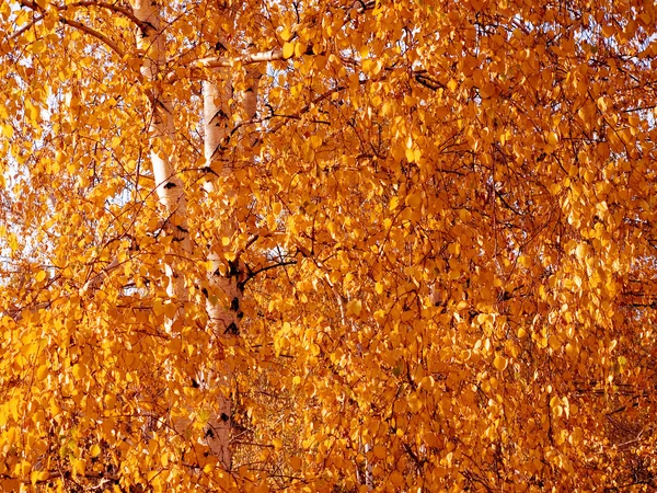 Höstlig tree leafage bakgrund. — Stockfoto