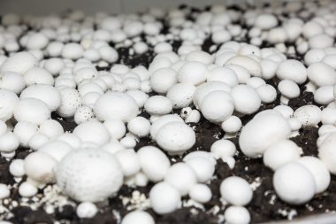 Bir üretim üzerinde taze büyüyen chanpignons