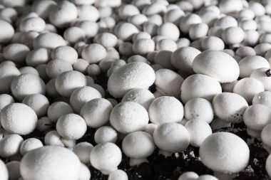 Bir üretim üzerinde taze büyüyen chanpignons