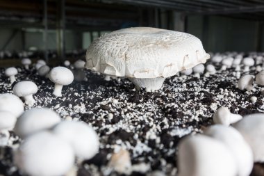 Chanpignon bir üretim üzerinde büyüyen dev