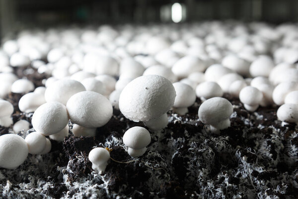 Fresh growing chanpignons on a production