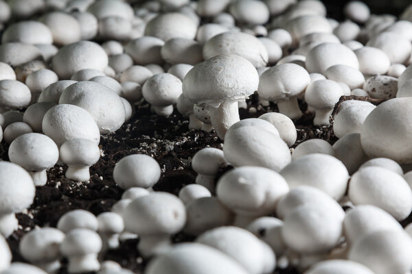 Fresh growing chanpignons on a production