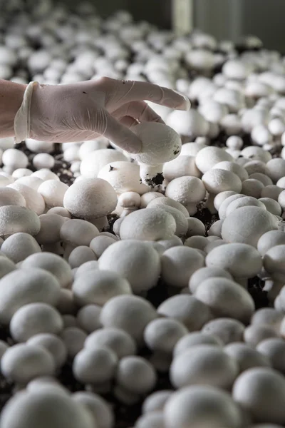 Collectie van verse champignons op een paddestoel productie — Stockfoto