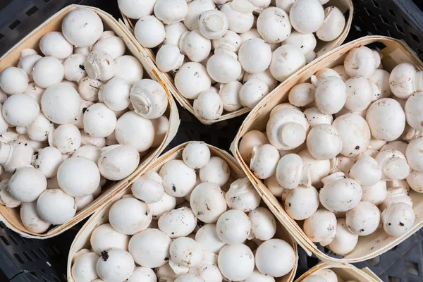 Champignons frais en boîtes sur une production — Photo