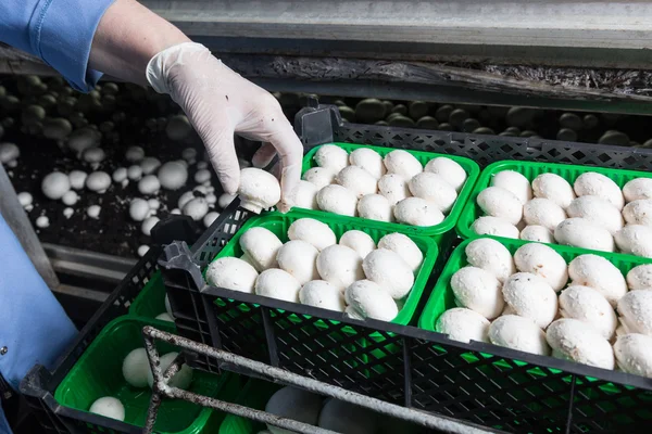 Samling av färska champinjoner en svamp produktion — Stockfoto