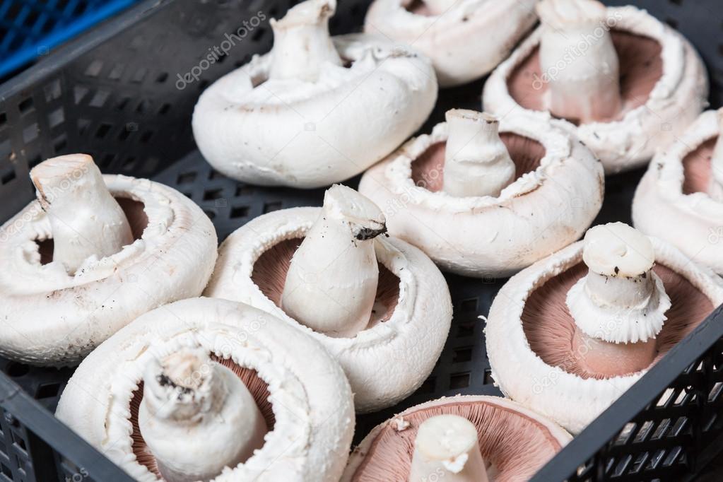 Fresh champignons in boxes on a production