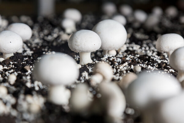 Fresh growing chanpignons on a production