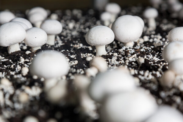 Fresh growing chanpignons on a production