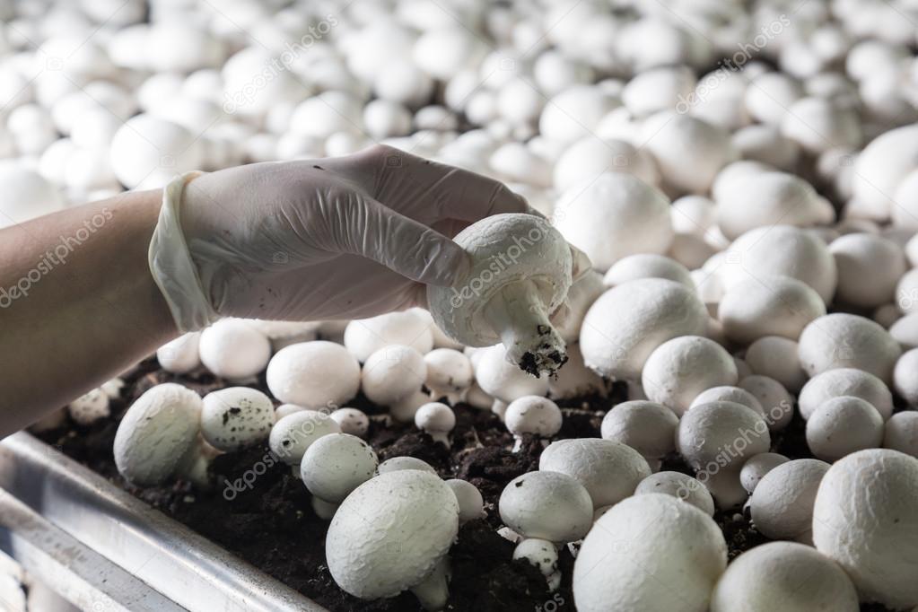 Купить Готовые Блоки Для Выращивания Шампиньонов