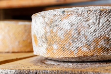 Büyük sarı Keçi peynir kafa