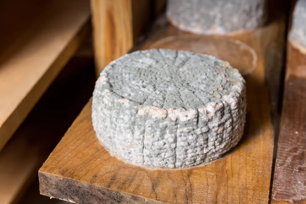 Head of young goat cheese  with a blue mold — Stock Photo, Image