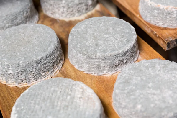 Tête de jeune fromage de chèvre avec un moule bleu — Photo