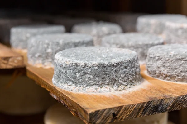 Heads of young goat cheese  with a blue mold — Stock Photo, Image