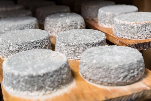 Tête de jeune fromage de chèvre avec un moule bleu — Photo