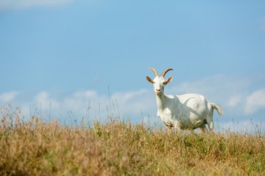Milk goats feeding on a pasture  clipart