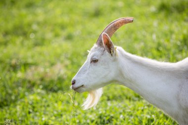 Süt keçi bir mera üzerinde besleme 