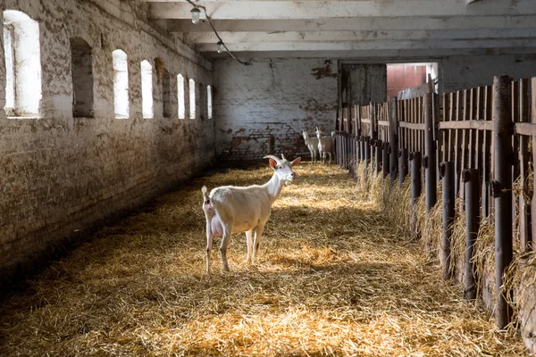 Satu susu kambing di kandang kuda di sebuah peternakan — Stok Foto