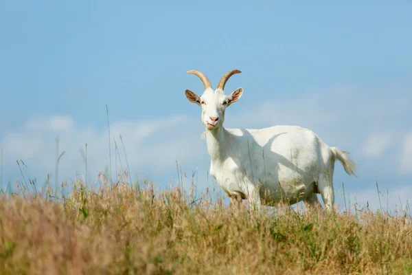 Las cabras lecheras que se alimentan de un pasto —  Fotos de Stock