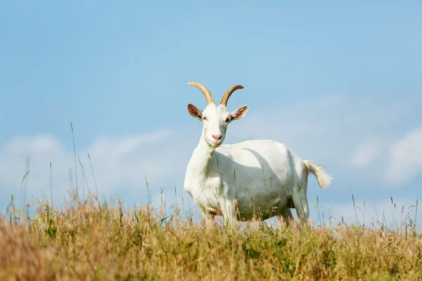 Milk goats feeding on a pasture — Stock Photo, Image