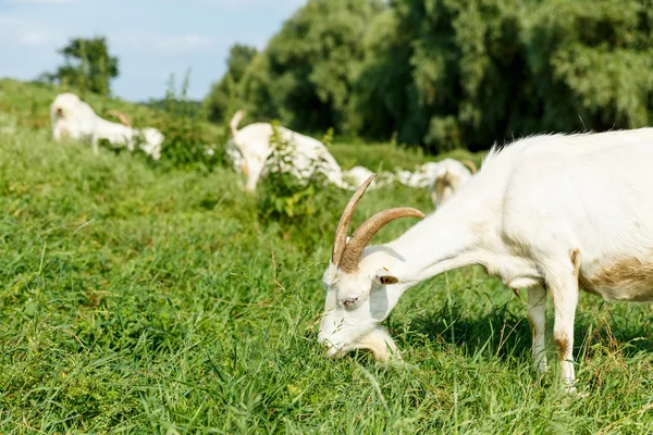 Tej kecskék az etetőnél, a legelőn — Stock Fotó