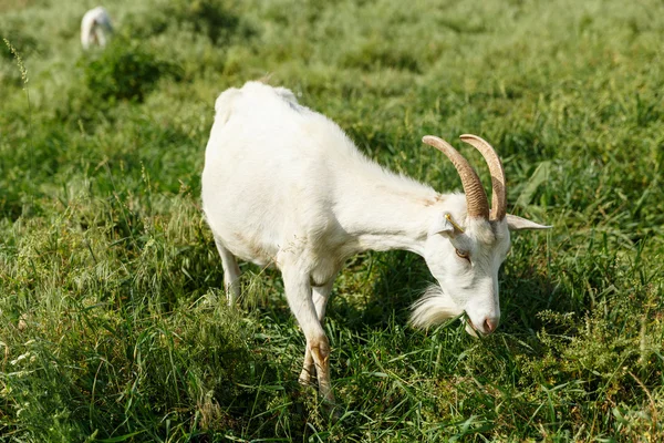 Chèvres laitières se nourrissant d'un pâturage — Photo