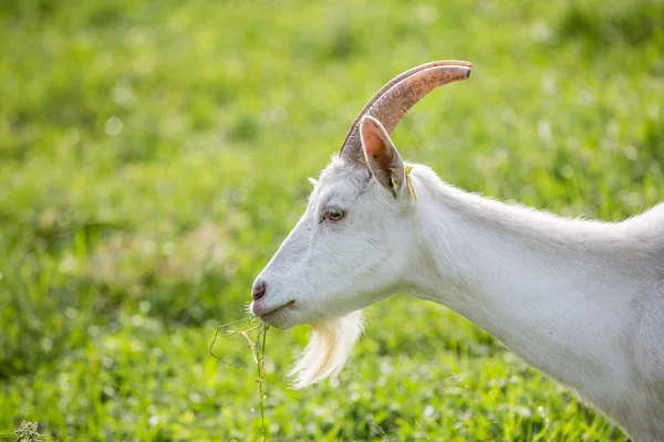 Tej kecskék az etetőnél, a legelőn — Stock Fotó