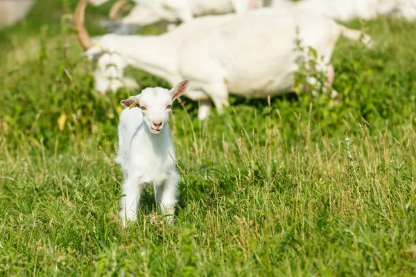 Jeunes chèvres sur un pâturage — Photo
