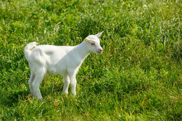Jeune chèvre sur un pâturage — Photo