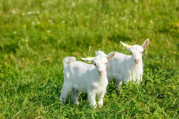 Giovane capra su un pascolo — Foto Stock
