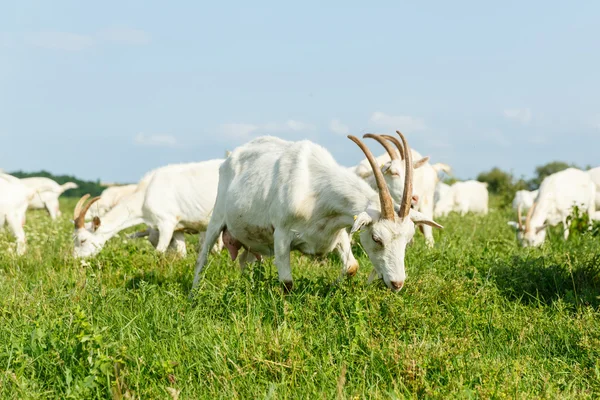 Cabras de leite em um pasto — Fotografia de Stock