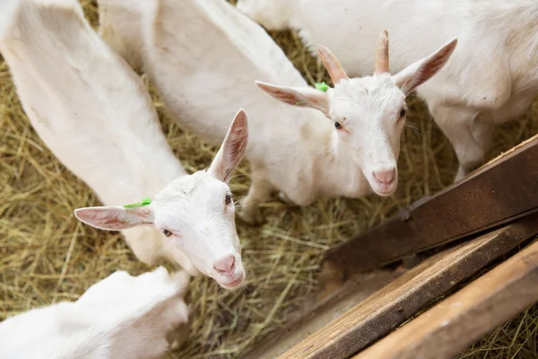 Goatlings en granja de animales — Foto de Stock