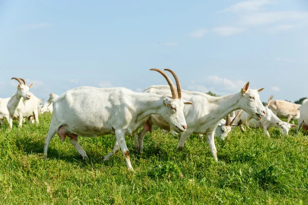 Milk goats  on a pasture — Stock Photo, Image