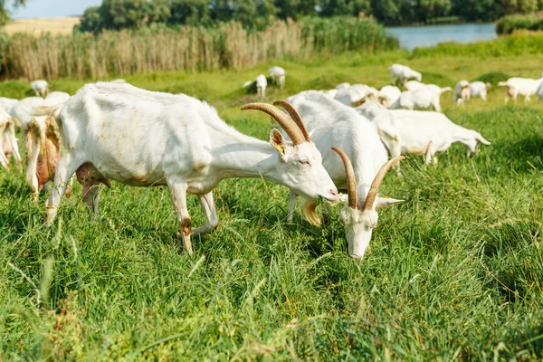 Cabras de leite em um pasto — Fotografia de Stock