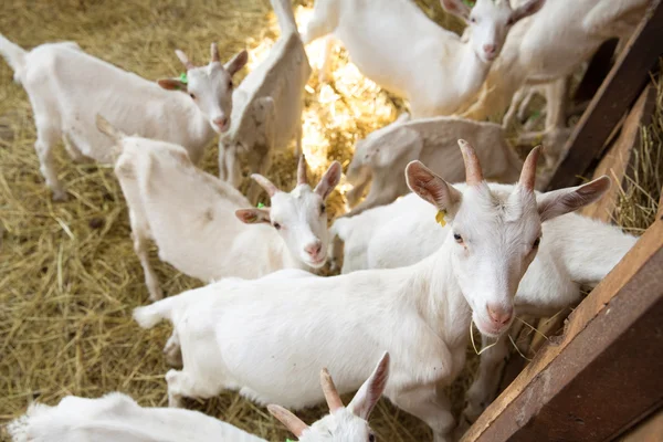 Ziegen auf Tierfarm — Stockfoto