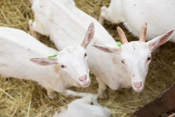 Goatlings su fattoria di animale — Foto Stock